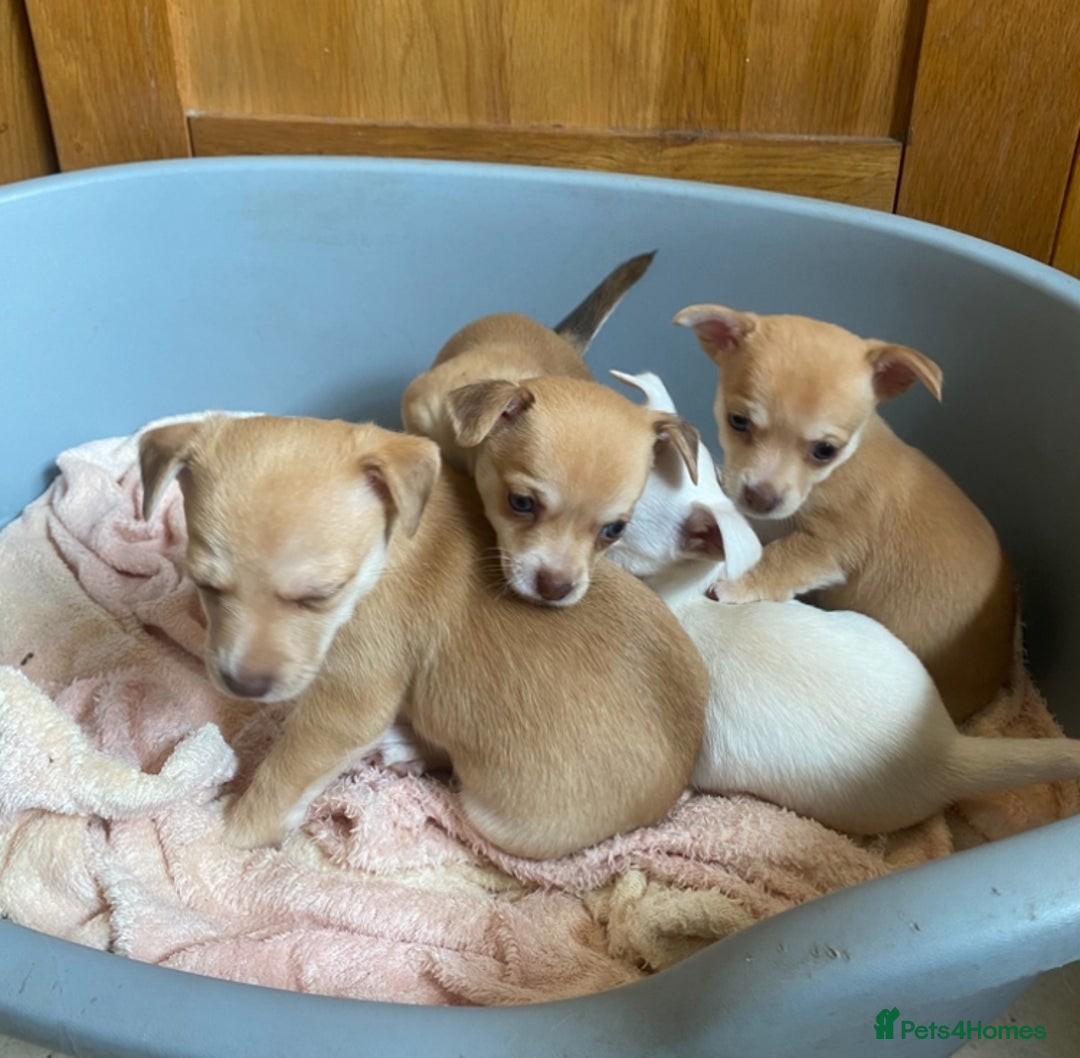 Chihuahua dogs for sale: Four beautiful chihuahua puppies 1 boy 3 girls  - Image 1