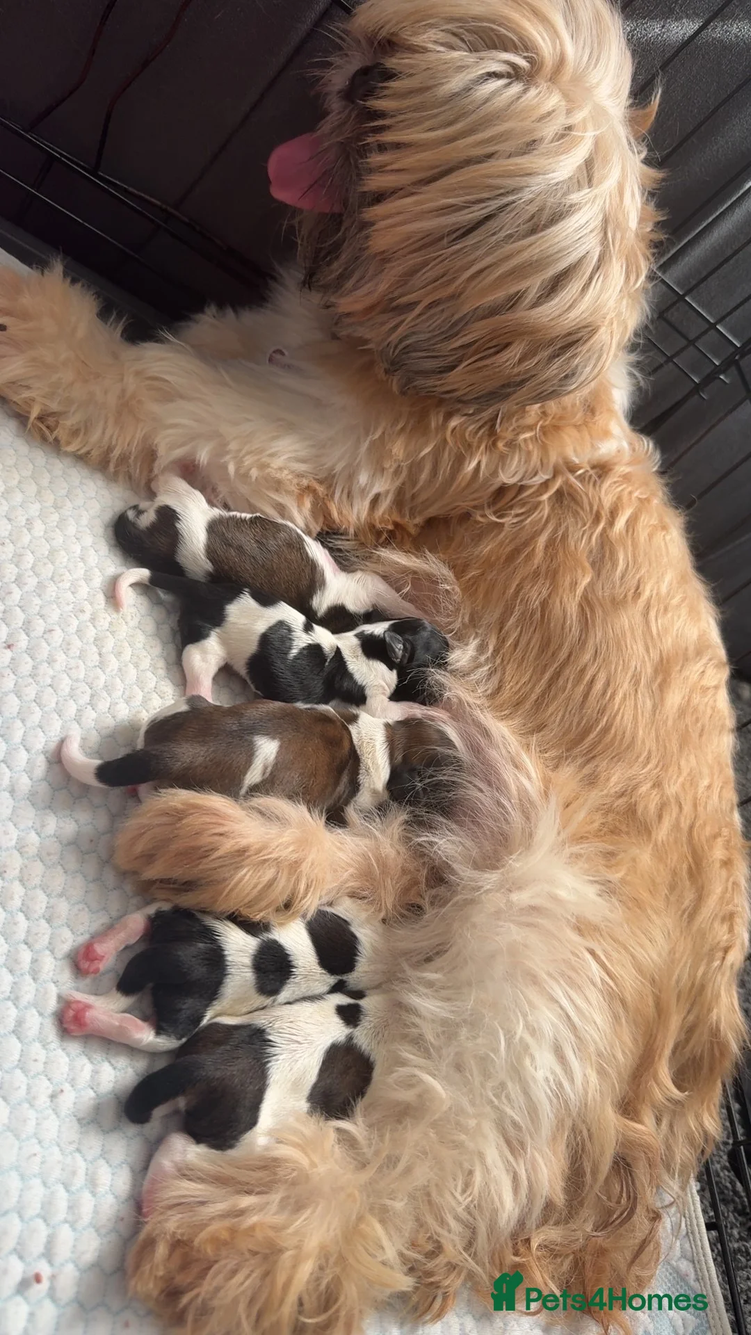 Shih Tzu dogs for sale: 6 beautiful Shih Tzu puppies  - Advert 1