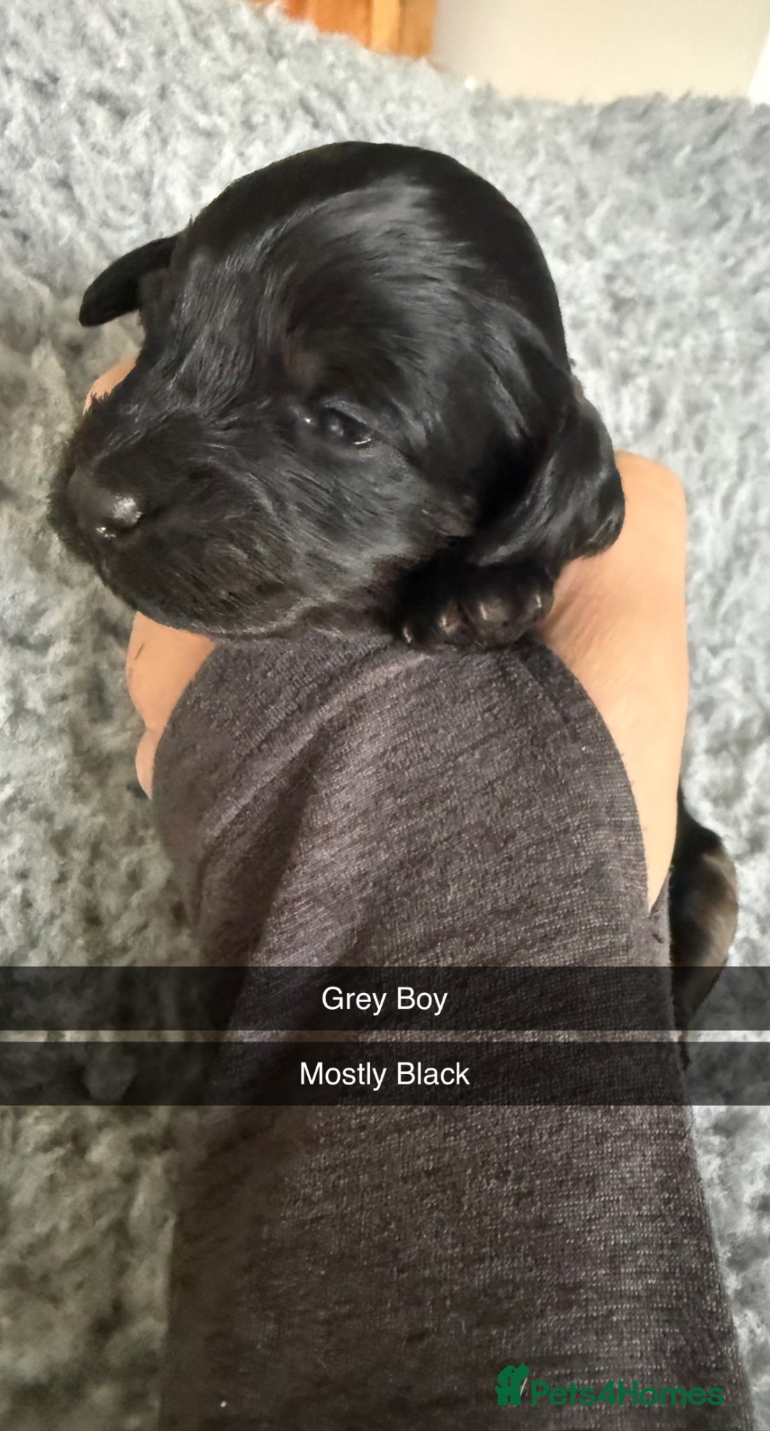 Cockapoo dogs F1B Cockapoo puppies… **Now Available to View** - Advert 6