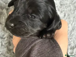 Cockapoo dogs F1B Cockapoo puppies… **Now Available to View** - Advert 6