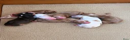 Cocker Spaniel dogs for sale: Outstanding cocker spaniel puppies - Advert 3