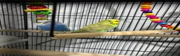 Budgerigars birds for sale: Male and female budgie for sale NEED GONE ASAP in Birmingham - Advert 2
