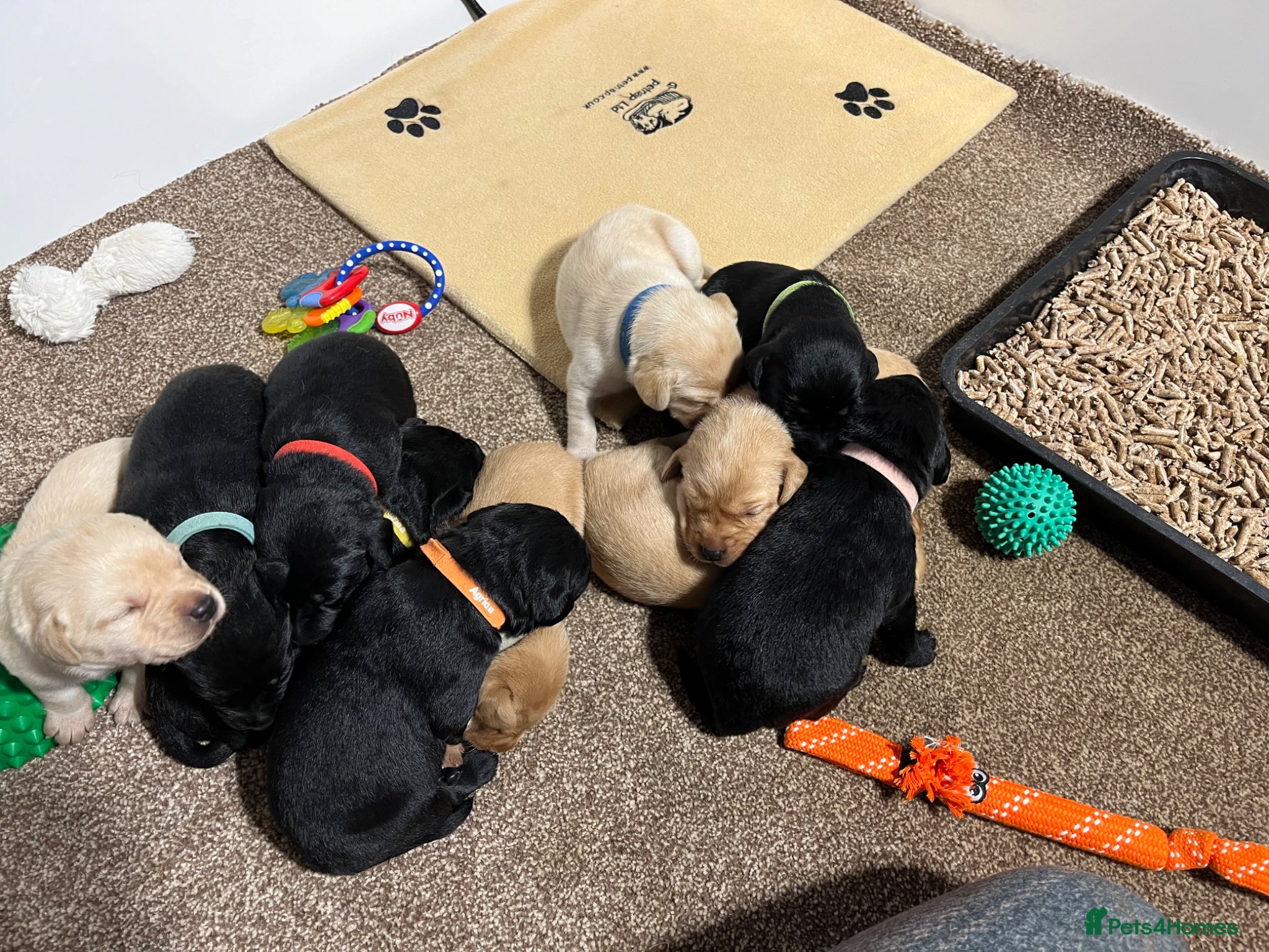 Labrador Retriever dogs Puppy Culture Raised 🐶 Health Tested - Advert 8