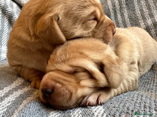 Labrador Retriever dogs Fox Red Pedigree Labrador Litter - Advert 17