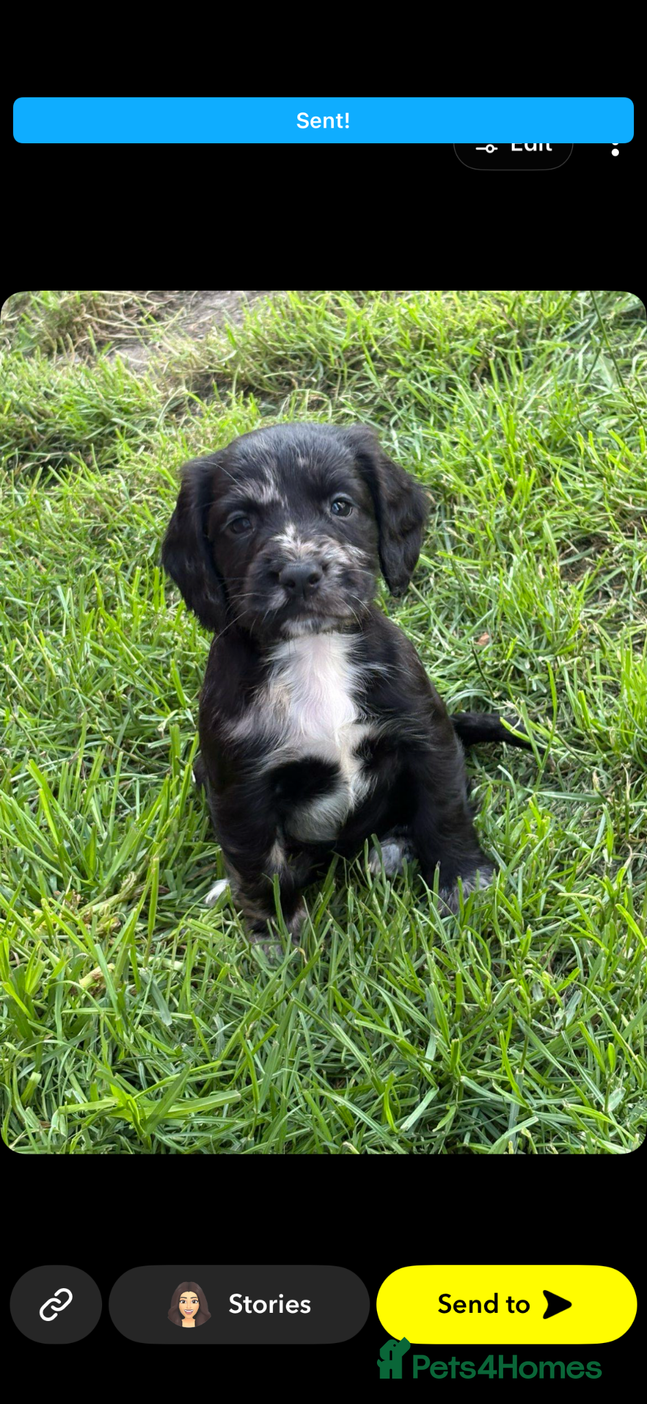 Cocker Spaniel dogs Cocker spaniel puppy’s  - Advert 15