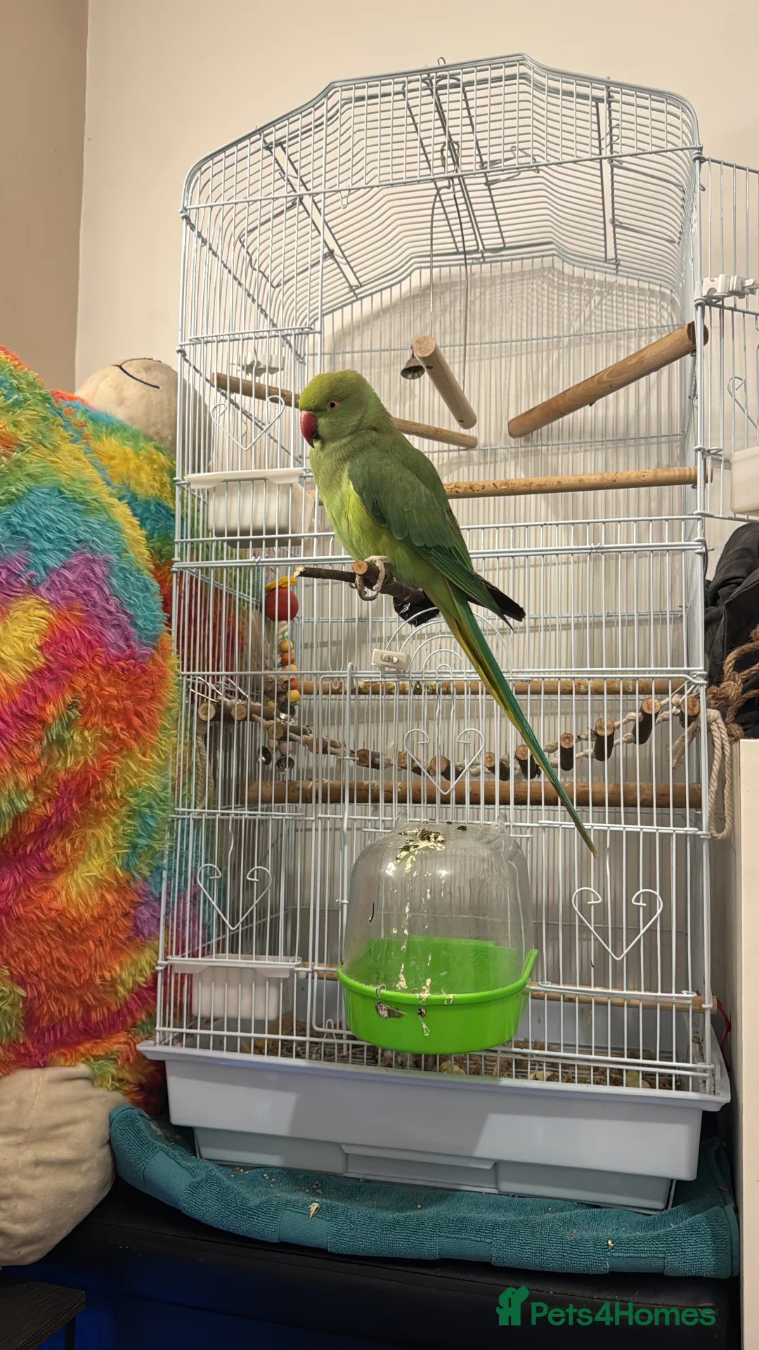 Parrots birds for sale: Indian ring neck parrot in South Ockendon - Advert 2