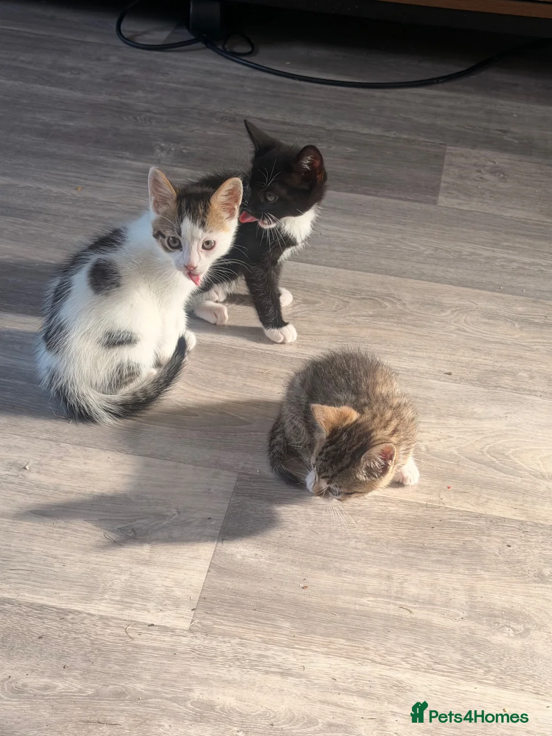 Bengal cats for sale: Bengal cross kittens  - Advert 2
