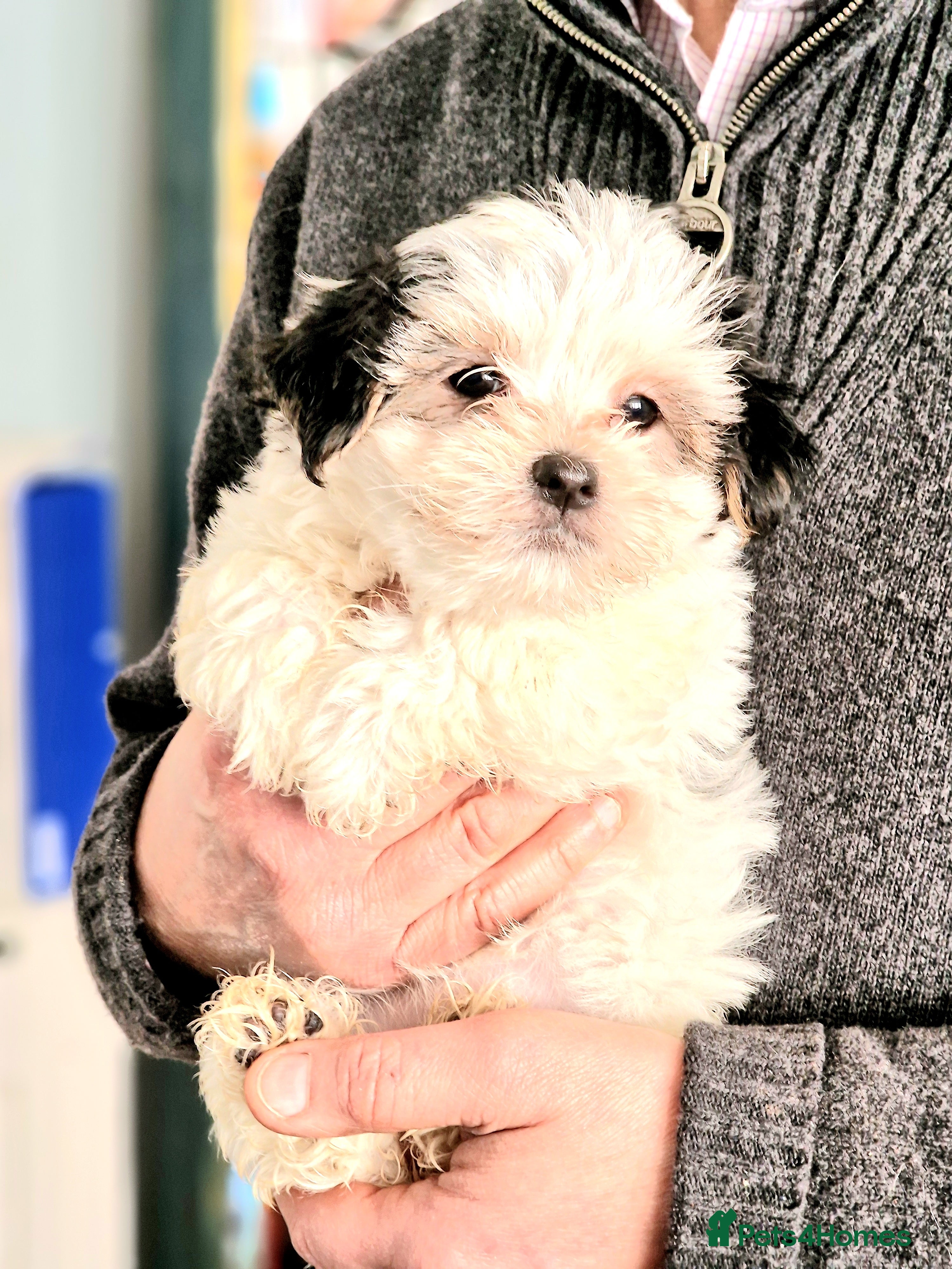 Maltese dogs F2 Maltese rare colouring - Advert 3