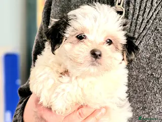 Maltese dogs F2 Maltese rare colouring - Advert 3