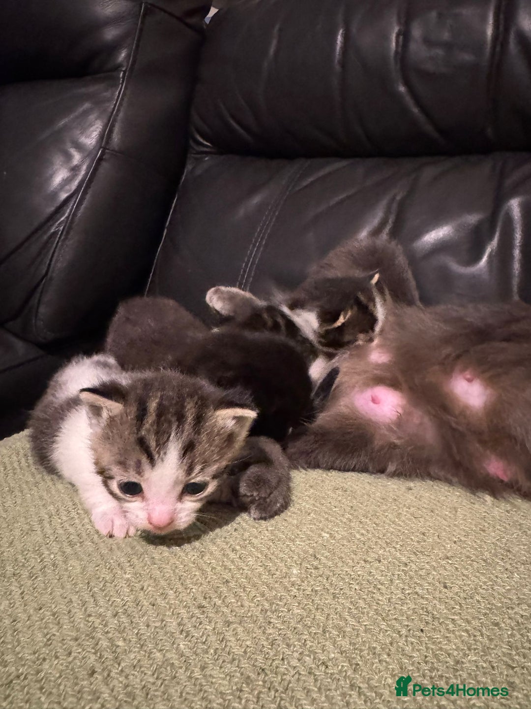 Mixed Breed cats for sale: Russian Blue x Tabby - Advert 9