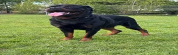 Rottweiler dogs for stud: KC Rottweiler Stud Available  - Advert 7