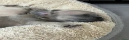 French Bulldog dogs for sale: French Bulldog Puppies – Ready 11th July  in Rossendale - Advert 19