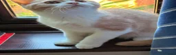British Shorthair cats for sale: British Shorthair kittens - Advert 6