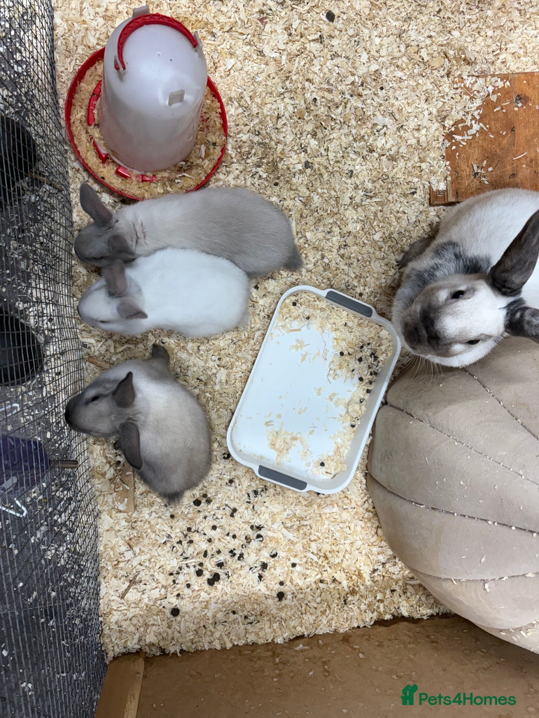 Rex rabbits for sale: 3 gorgeous babies bunny’s  - Advert 7