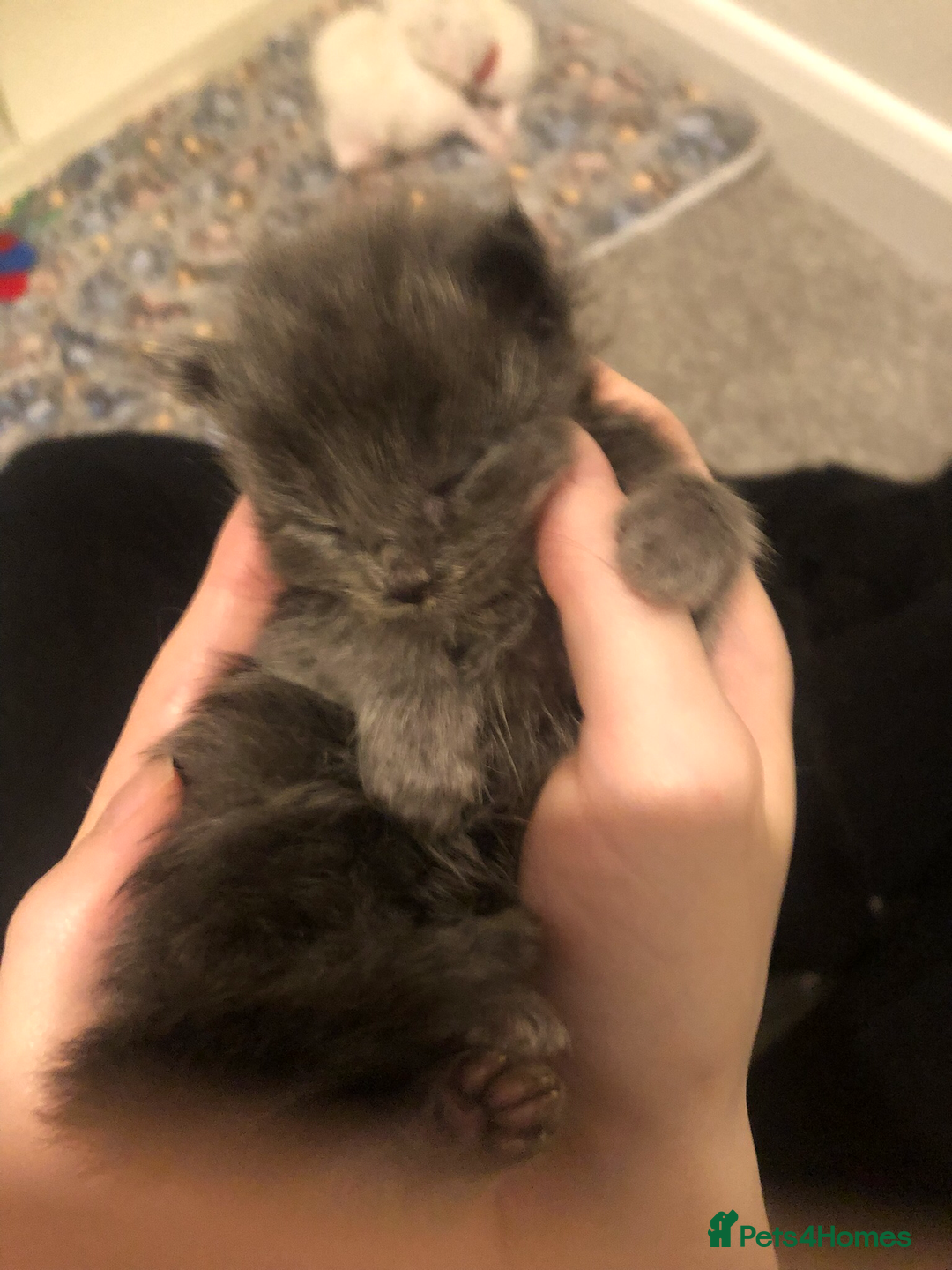 Maine Coon cats for sale: Beautiful Blue/Black Smoked or Solid Maine Coons  - Image 8