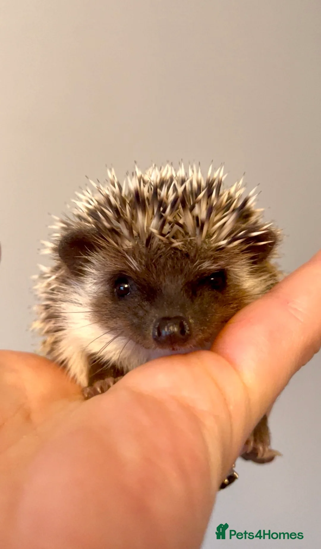 Pygmy Hedgehog rodents for sale: Adorable African Pygmy Hedgehog Babies Male Female - Advert 2
