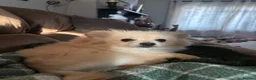 Pomeranian dogs for sale: Dixie beautiful lovely Pomeranian   Reduce  - Advert 9