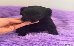 Cavapoo dogs for sale: Beautiful health tested Cavapoo’s 2 black puppies  - Image 8