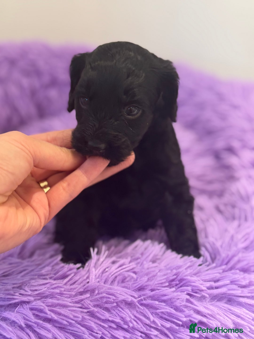 Cavapoo dogs for sale: Beautiful health tested Cavapoo’s 2 black puppies  - Image 8