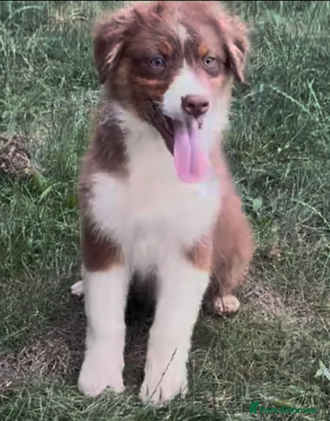 Australian Shepherd dogs for sale: Exceptional KC reg Australian shepherds - Advert 1