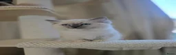 Ragdoll cats for sale: Beautiful ragdoll kittens in Manchester - Advert 10