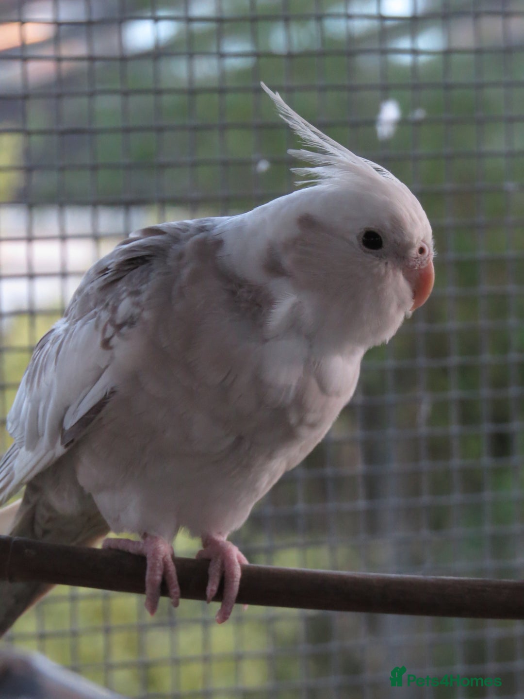 Cockatiels birds for sale: One male and one female 4 month old cockatiels. - Advert 6