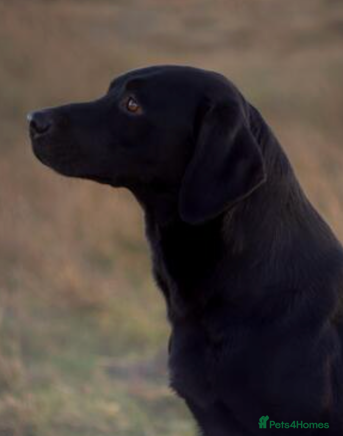 Labrador Retriever dogs FTW PROVEN HEALTH TESTED BLACK LAB STUD - Advert 1