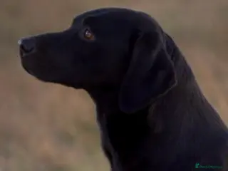 Labrador Retriever dogs FTW PROVEN HEALTH TESTED BLACK LAB STUD - Advert 1