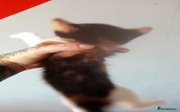 Mixed Breed cats for sale: 4 stunning babies READY NOW Calico and black&white - Image 20