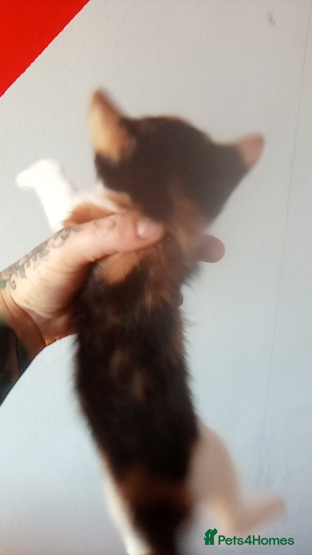 Mixed Breed cats for sale: 4 stunning babies READY NOW Calico and black&white - Image 20
