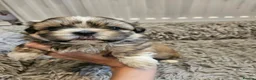 Shih Tzu dogs for sale: Shih Tzu Puppies – 3 Available in Bristol - Advert 3