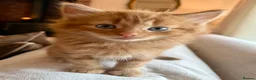 Mixed Breed cats for sale: Beautiful Ginger Kittens  - Advert 4