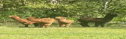 Alpaca livestock for sale: 4 female alpacas looking for good home together  in Norwich - Advert 2