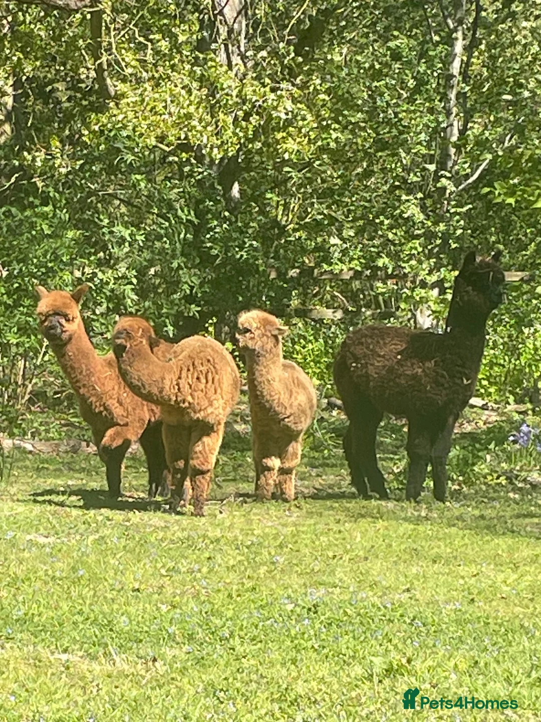 Alpaca livestock for sale: 4 female alpacas looking for good home together  in Norwich - Advert 2