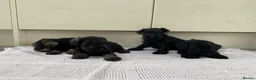 Miniature Schnauzer dogs for sale: 🐶 Miniature Schnauzer Puppy for Sale 🖤🤍 - Advert 7