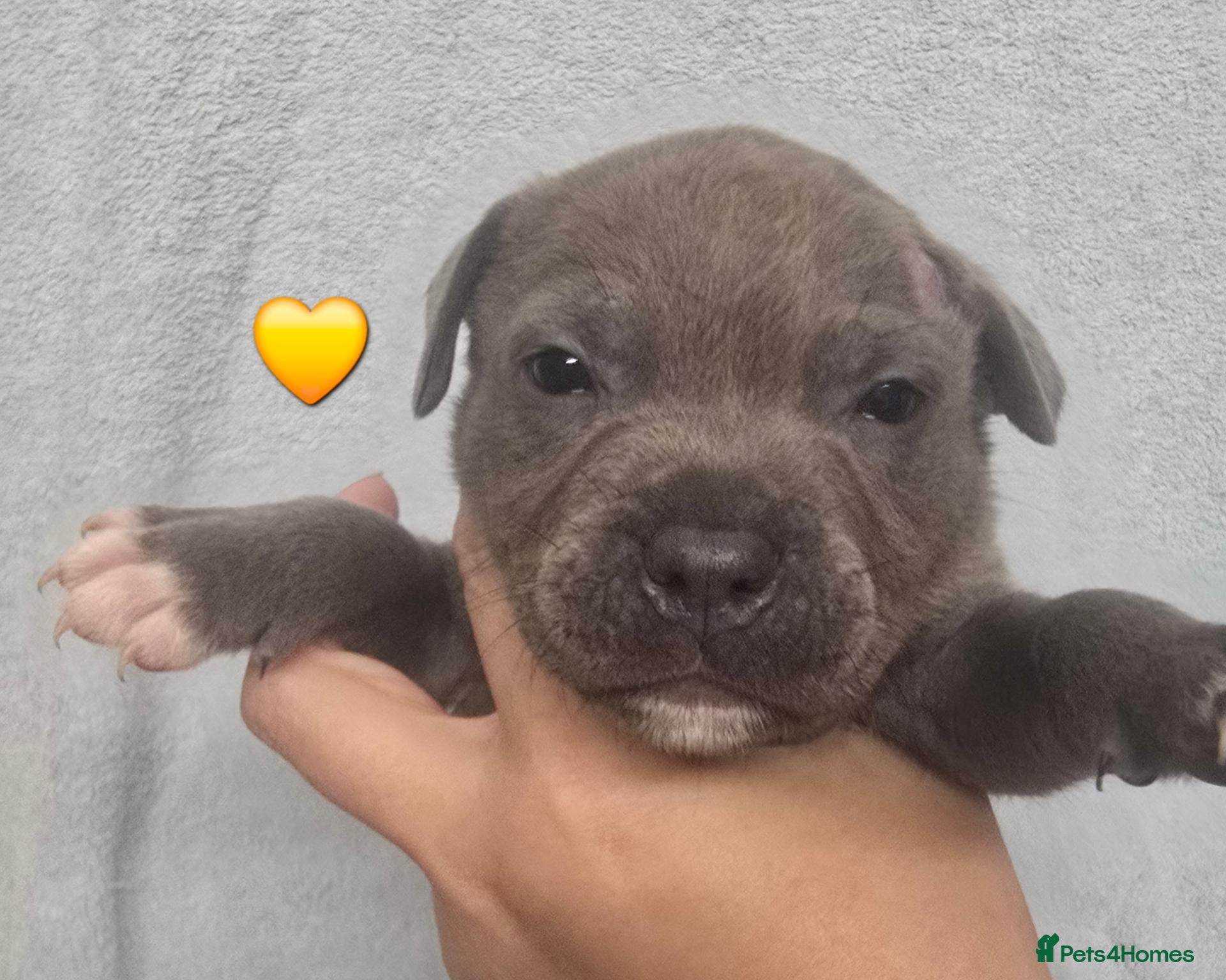 Staffordshire Bull Terrier dogs Blue and White staffy pups for sale - Advert 6