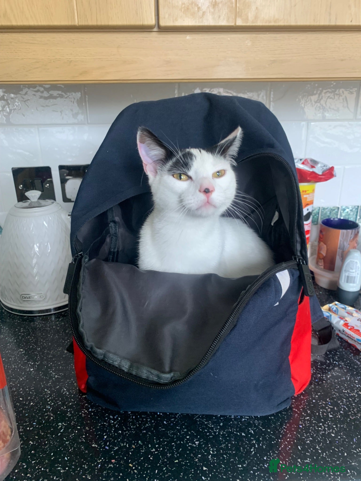 American Shorthair cats Juno- 1.5 year old male - Advert 2