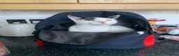 American Shorthair cats for sale: Juno- 1.5 year old male in Consett - Advert 1