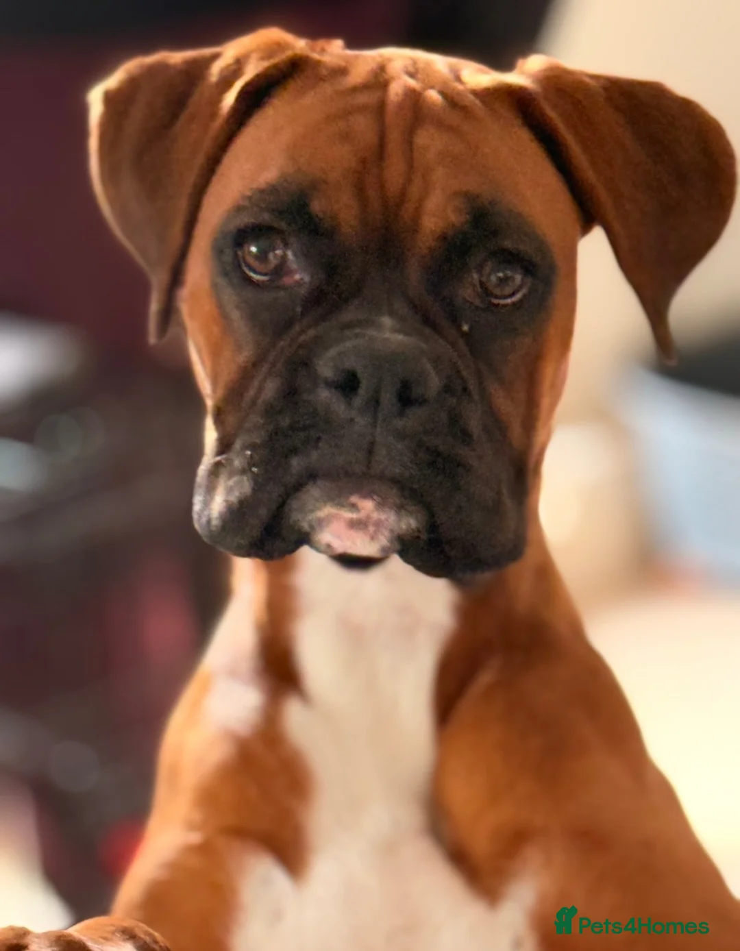 Boxer dogs for sale: 3 Red & White Boxer puppies available  - Advert 2