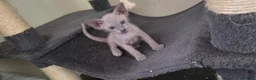 Sphynx cats for sale: Sphynx Elf & Peterbald Kittens - Advert 3