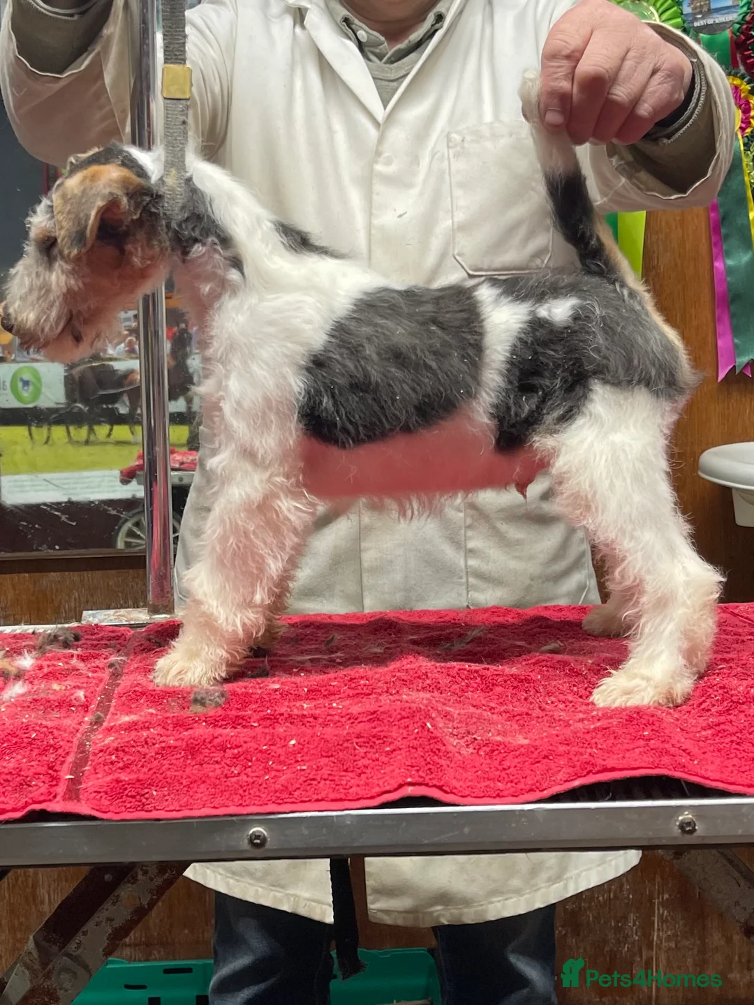 Fox Terrier dogs for sale: Stunning Wire Fox Terrier Puppies  in Belfast - Advert 5