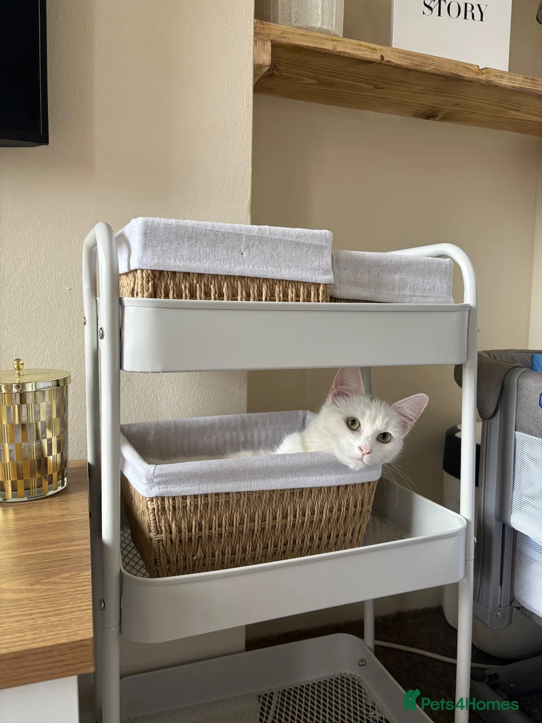 Mixed Breed cats for sale: Female cat for sale - Advert 3