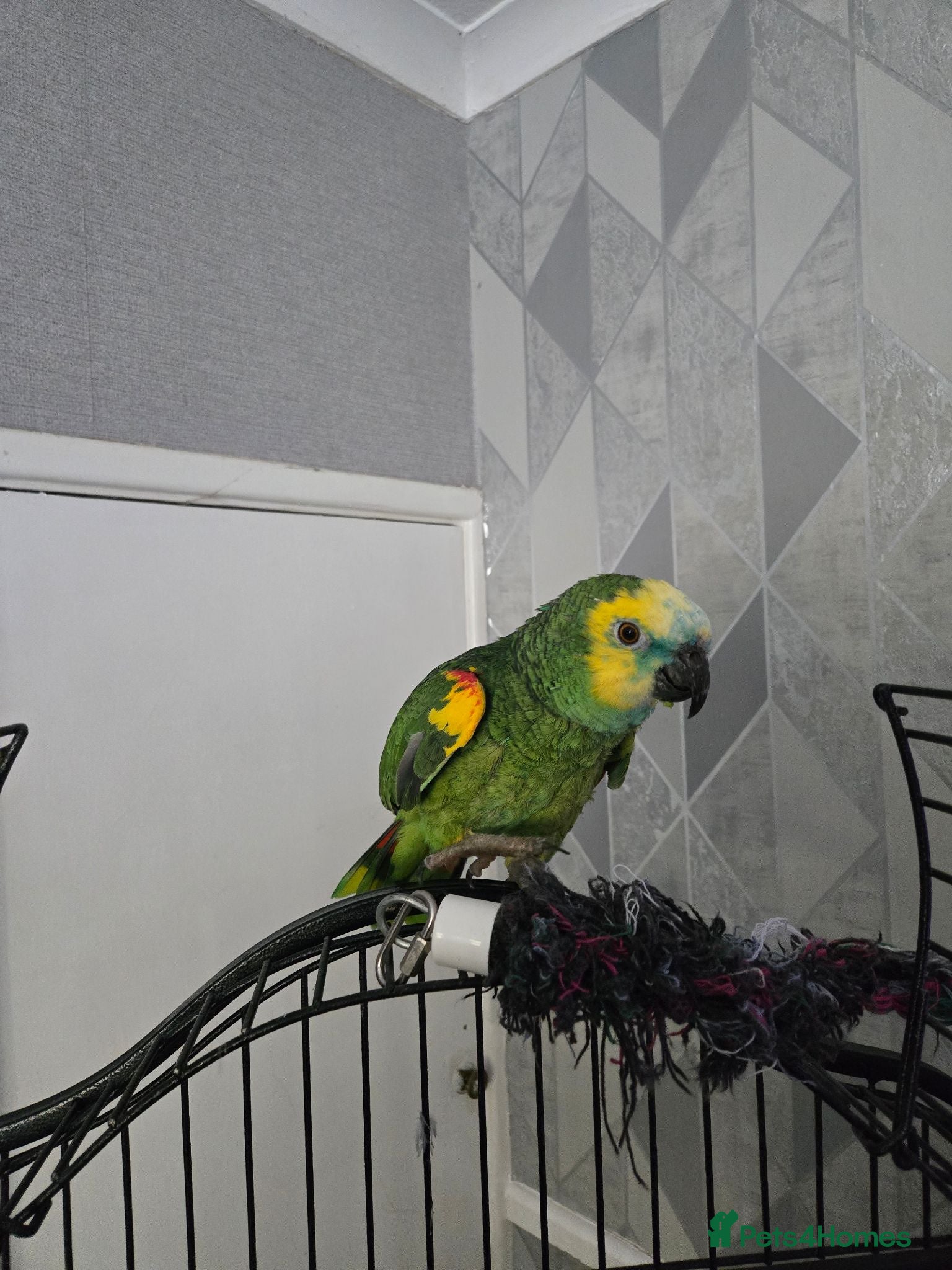 Parrots birds Amazon  parrot  - Advert 1