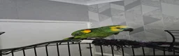 Parrots birds for sale: Amazon  parrot  in Colchester - Advert 1
