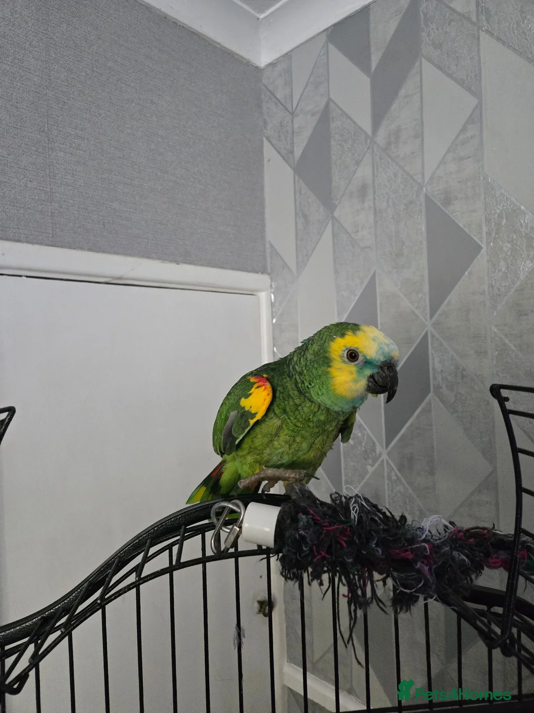 Parrots birds for sale: Amazon  parrot  in Colchester - Advert 1