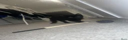 Mixed Breed cats for sale: 4 kittens  - Advert 16