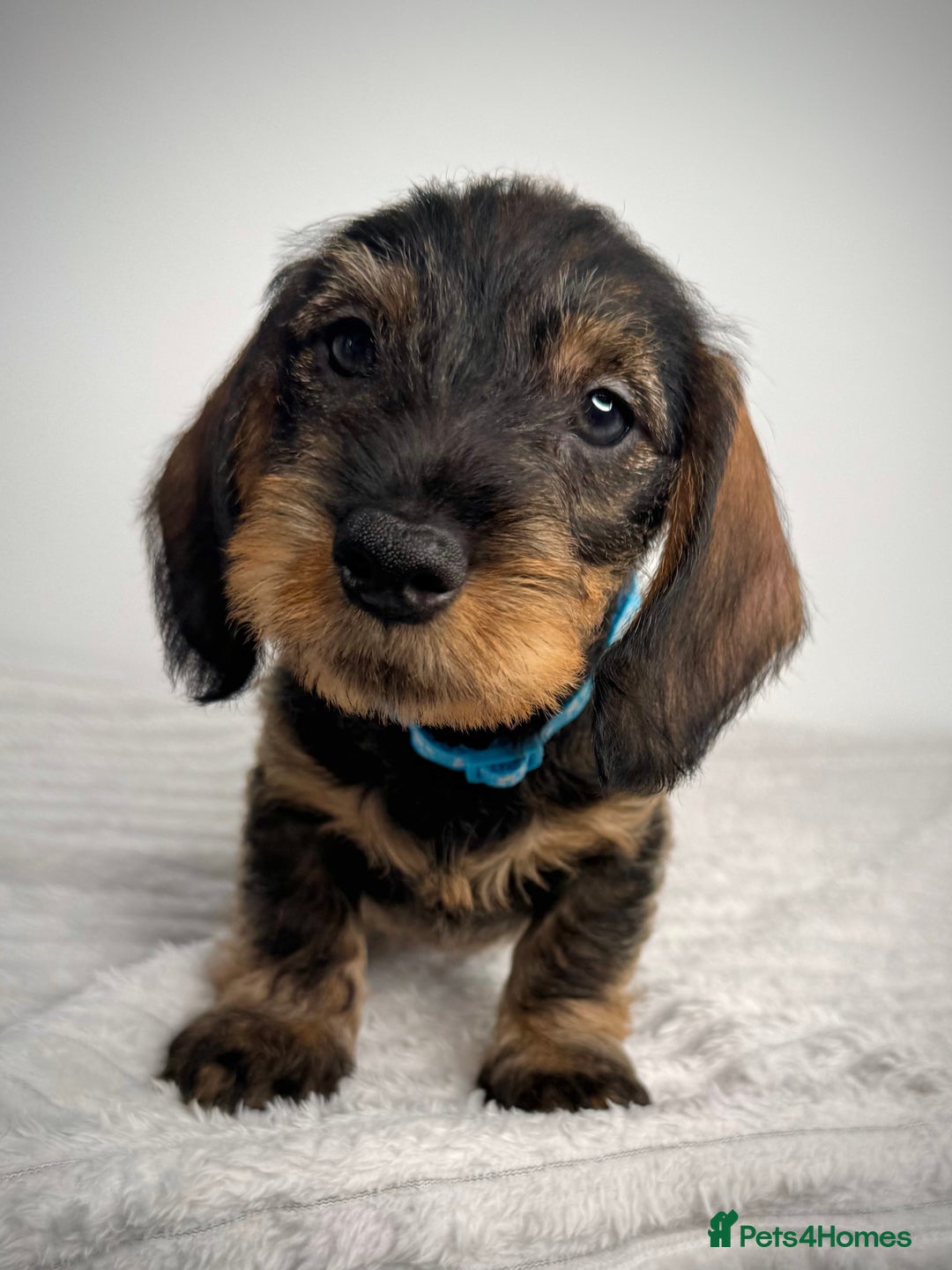 Miniature Dachshund dogs for sale: KC Reg Wire Haired Miniature Dachshund Puppies  - Advert 18