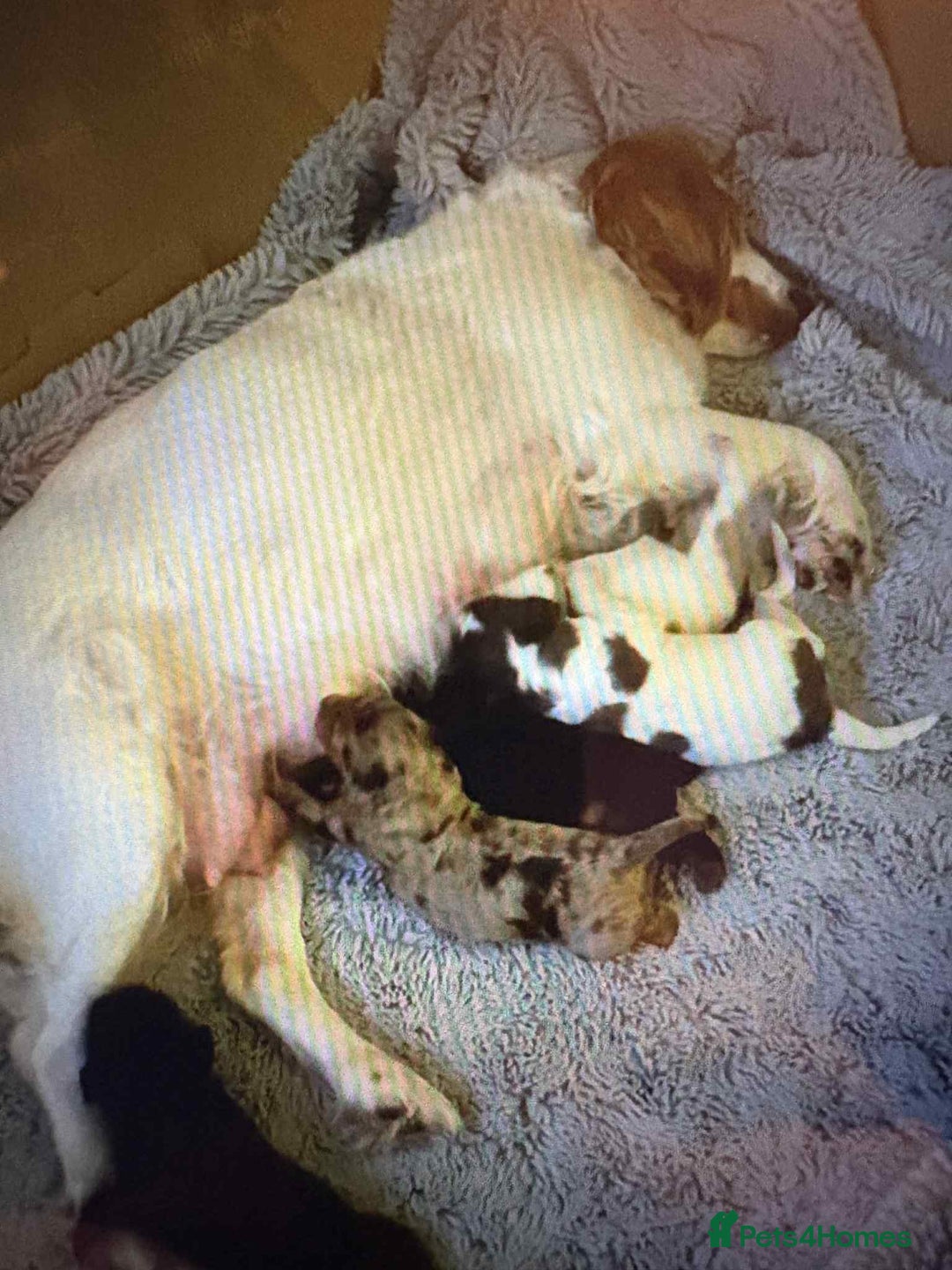 Cockapoo dogs for sale: 2 males 1 female  - Advert 2