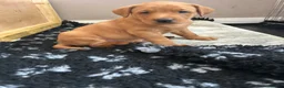 Labrador Retriever dogs for sale: 3 FoxRed Labrador Boys Available  - Advert 2