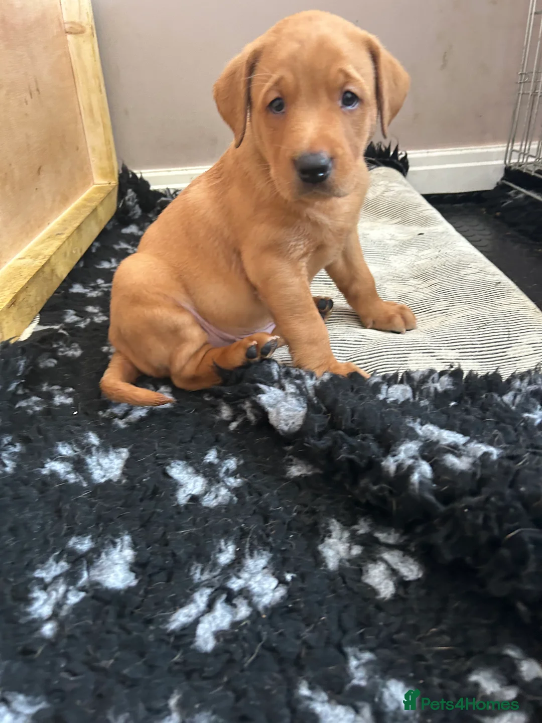 Labrador Retriever dogs for sale: 3 FoxRed Labrador Boys Available  - Advert 2